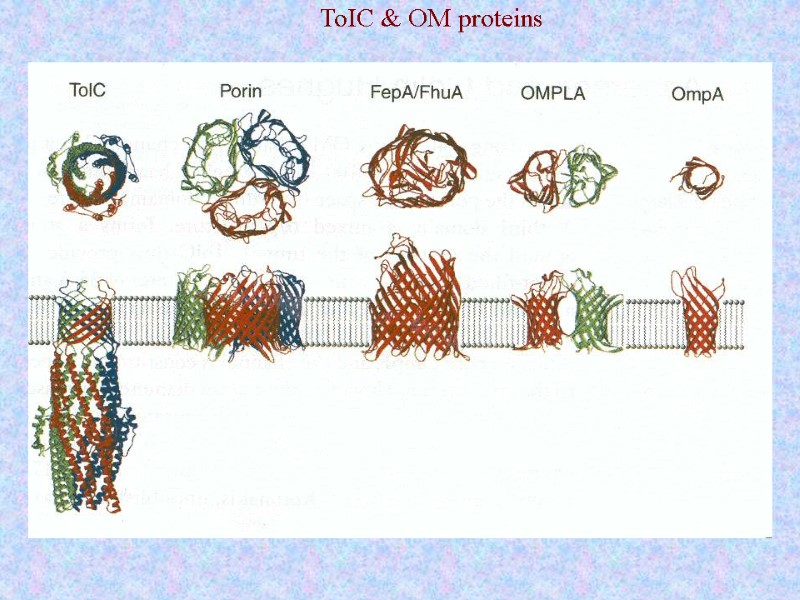 ToIC & OM proteins